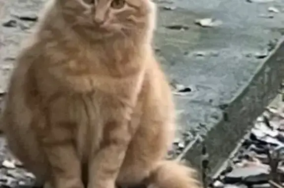 Найдена кошка, Воронеж, фото: Котенок найден на ул. Космонавтов, 23/1