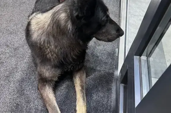 Найдена собака, Санкт-Петербург, фото: Собака найдена, Фарфоровская ул. 7 к1