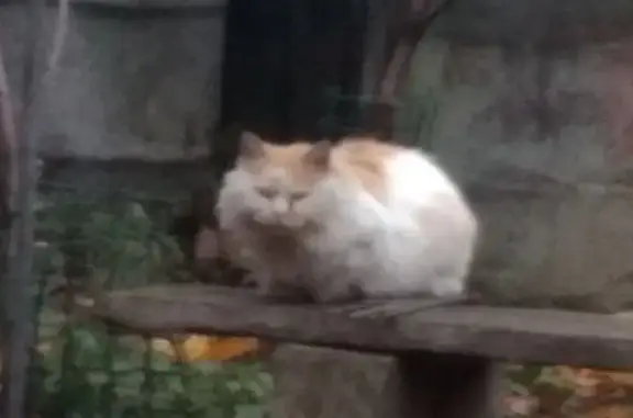 Объявления о пропавших и найденных животных, Гуково, фото: Кошка найдена на ул. Репина, 1, Гуково