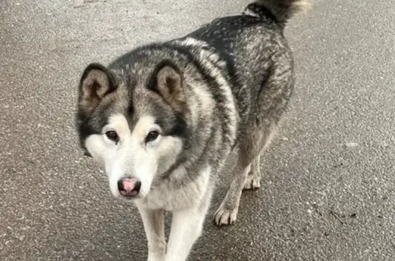 Найдена собака, Уфа, фото: Собака найдена у Богдана Хмельницкого 48А