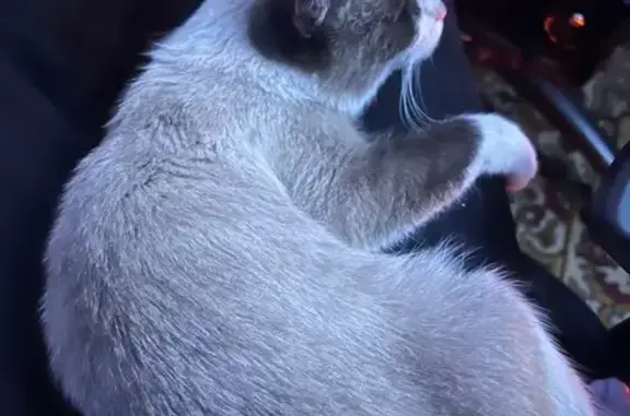 Найдена кошка, Кемерово, фото: Сиамская кошка найдена на Ленина 135