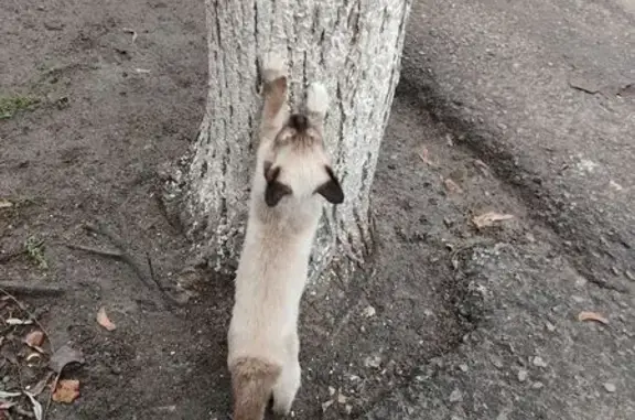 Найдена кошка, Брянск, фото: Кошка найдена: Клинцовская, 40, Брянск