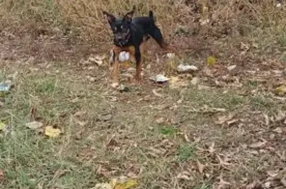 Найдена собака, Саратов, фото: Собака найдена: Лунная ул., 30А, Саратов