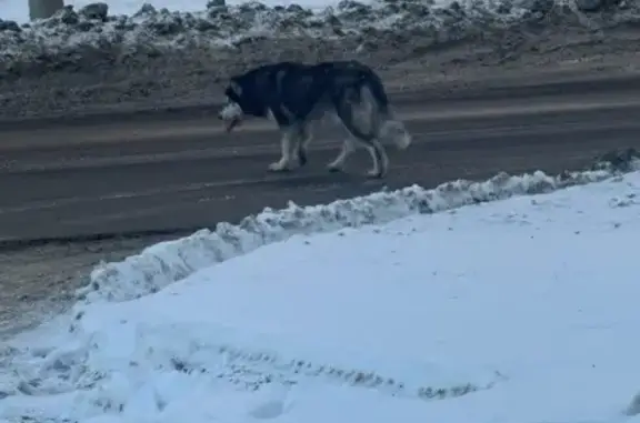 Хаски найден на Киевской, 13, Томск