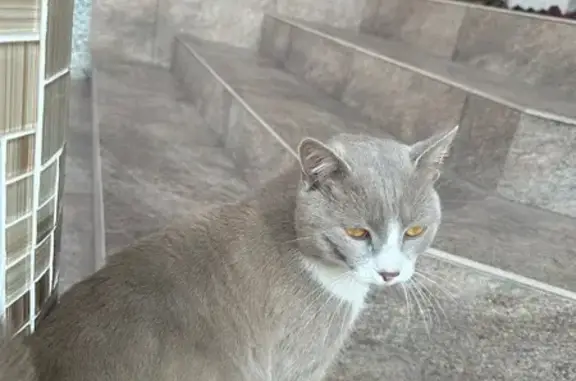 Найденные животные Нальчик, фото: Кошка найдена: ул. Калинина, Нальчик