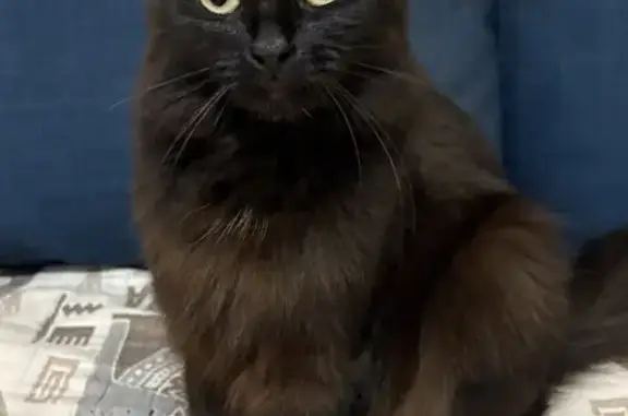 Пропала черная кошка, Блюхера 53, Екб