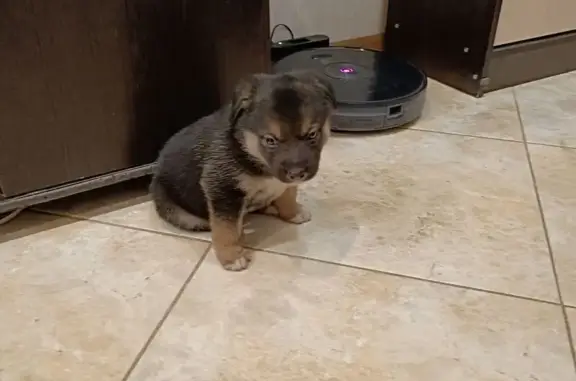 Найдена собака, Стерлитамак, фото: Найдена собака, ул. Строителей 24, Стерлитамак