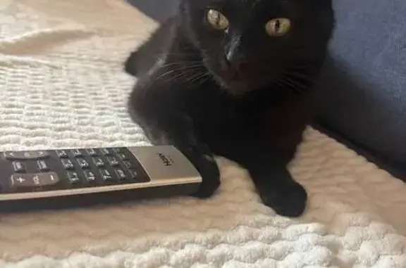 Найдена кошка, Бугульма, фото: Кошка найдена на ул. Гафиатуллина, 25Б