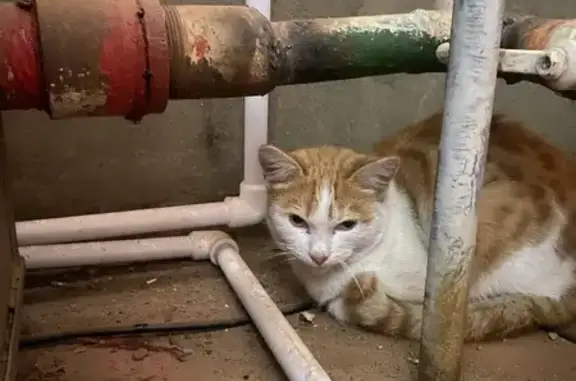 Найдена кошка, Болотное, фото: Кошка найдена: Школьная, 15, Болотное