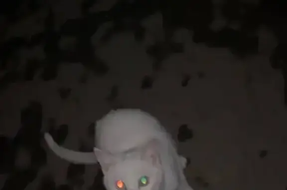 Найдена кошка, Новочебоксарск, фото: Белая кошка найдена, Восточная 21Г