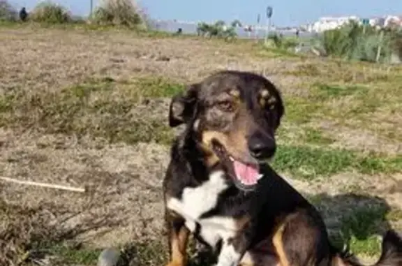 Собаки потеряшки, Сириус, фото: Потеряшка собака, Парусная ул., 7, Сириус