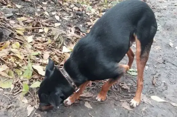 Найдена собака, Саратов, фото: Собака найдена: Тверская ул, 53, Саратов