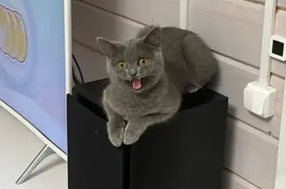 Кошки потеряшки, Подольск, фото: Потеряшка кошка на Машиностроителей 1, Подольск