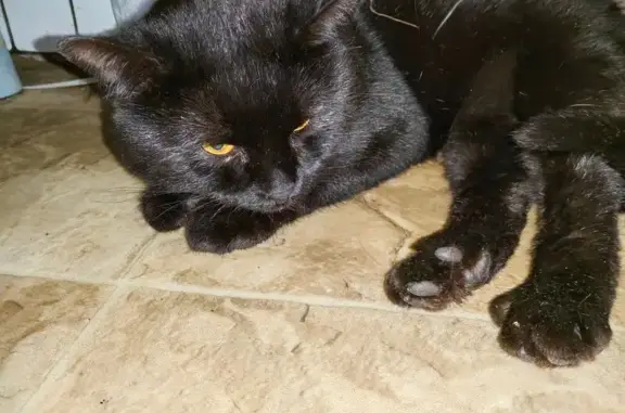 Найденные животные Рязань, фото: Найдена черная кошка, ул. Гоголя, 35 к1