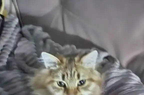 Кошки потеряшки, Химки, фото: Потеряшка кошка, Школьная 5, Химки