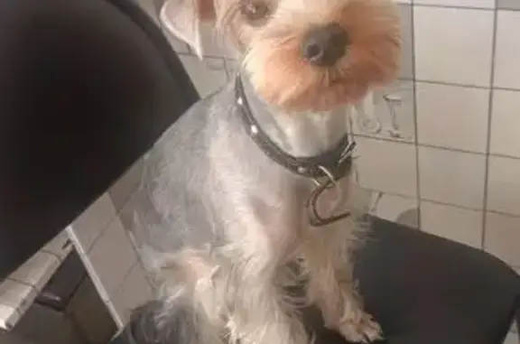 Собаки потеряшки, Волжский, фото: Потеряшка собака, Волжский, ул. 40 лет Победы, 53