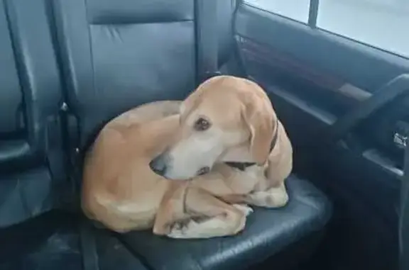 Найдена собака, Ленинградская область, фото: Собака найдена у Старой Ладоги, ЛО