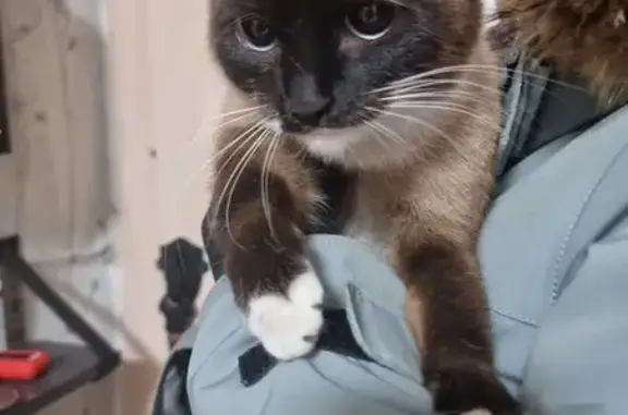 Найдена кошка, Якутск, фото: Сиамская кошка найдена, Губина 27/1, Якутск