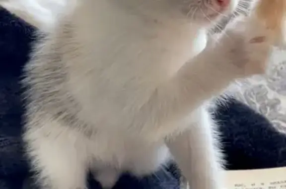 Пропала кошка, ул. Королёва, 3, Красноярск