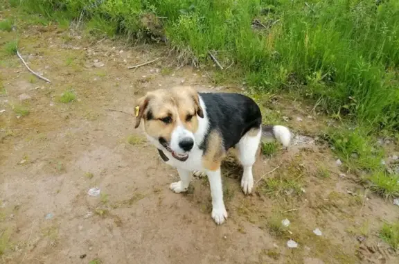 Собаки потеряшки, Березники, фото: Потеряшка собака, ул. Благополучия, Березники