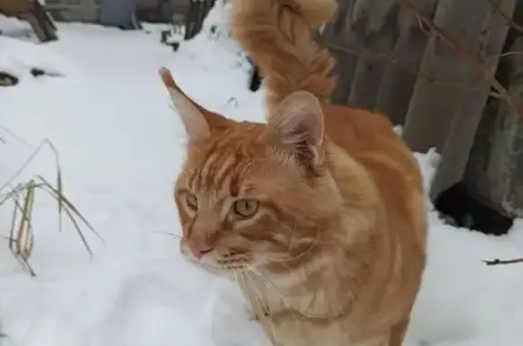 Кошки потеряшки, Пермь, фото: Потеряшка кошка, Пермь, 5-я Новгородская, 76