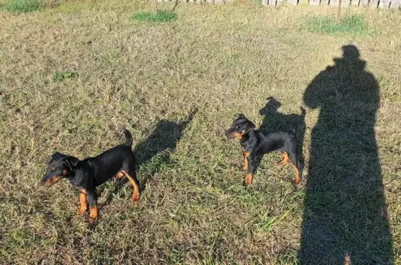 Собаки потеряшки, Навля, фото: Потеряшка собака, Партизанский пер., Навля