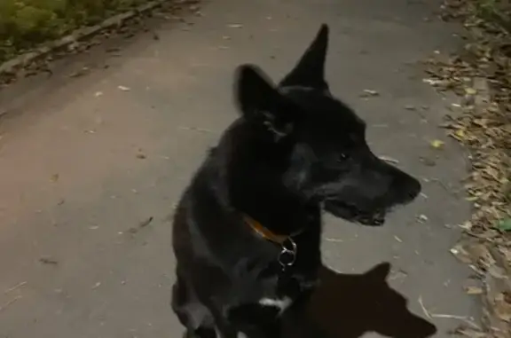 Собака найдена: Новокузнечная 125, Краснодар