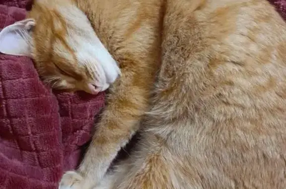 Кошки потеряшки, Парголово, фото: Потеряшка рыжая кошка, ул. Абрамова, 8