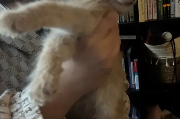 Найдена кошка, Саратов, фото: Котенок найден: Весенний проезд, 4, Саратов