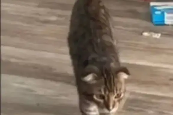 Кошки потеряшки, Иркутск, фото: Потеряшка кошка, 2-я Железнодорожная, 8А