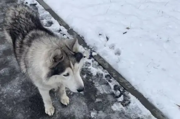 Найдена собака, Санкт-Петербург, фото: Собака найдена: Вертолётная ул., 7, СПб