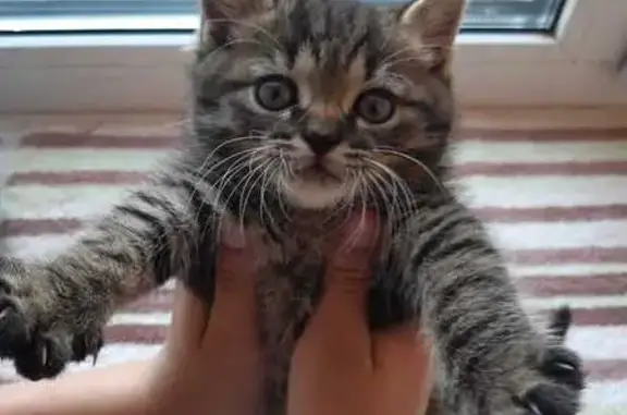 Пропала кошка, ул. 23 Сентября, Унеча