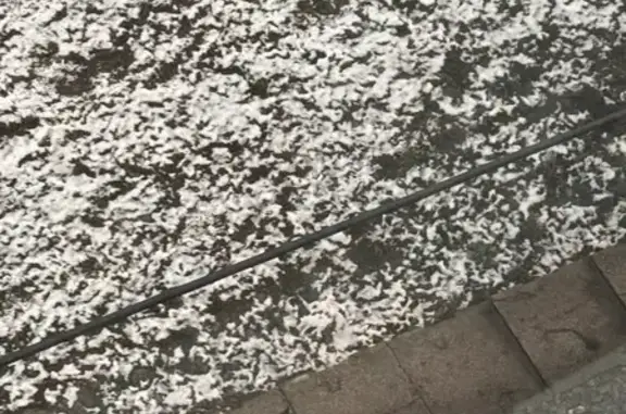 Найдена собака, Москва, фото: Собака найдена: Балтийская, Новопетровский 