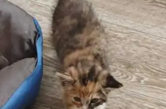 Пропала кошка, Общественный пер., 1, Хабаровск