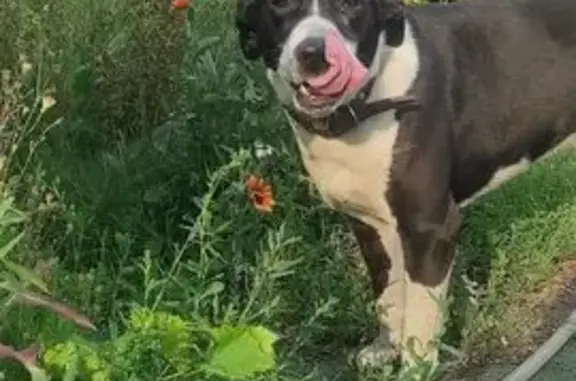 Пропала собака на Зелёной Горке, 43