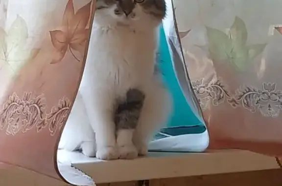 Кошки потеряшки, Сызрань, фото: Потеряшка кошка, ул. Степана Разина, 26