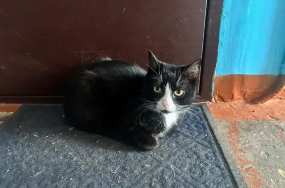 Кошка найдена, Смирнова, Автозаводский район