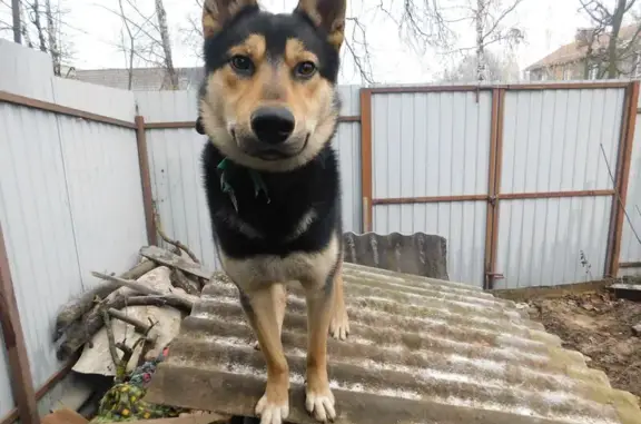 Найдена собака, Брянская область, фото: Овчарка найдена в Госоме, Брянская обл.