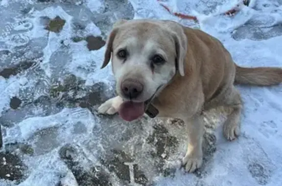 Найдена собака, Апрелевка, фото: Лабрадор найден: Московская ул, 14, Апрелевка