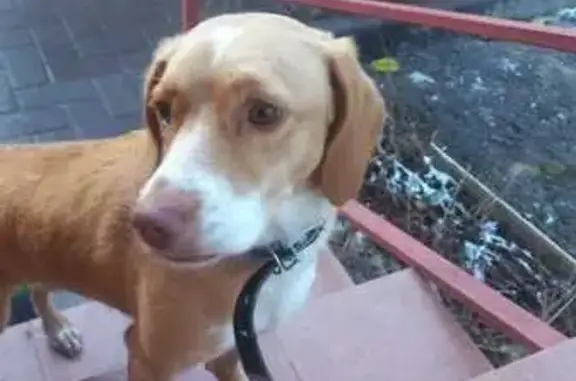 Найдена собака, , фото: Найдена рыжая собака, Школьная 37, Рязань