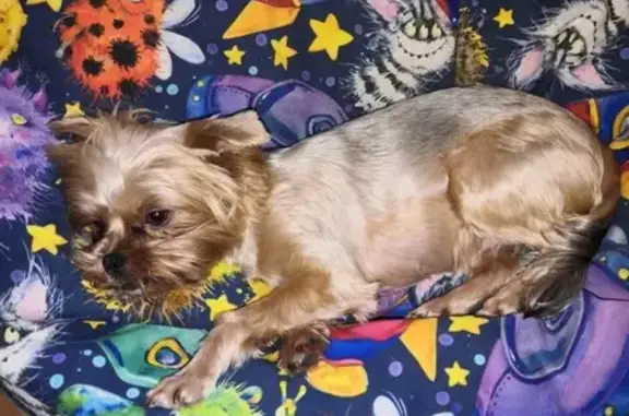 Пропала собака, Минеевская 2, Иваново