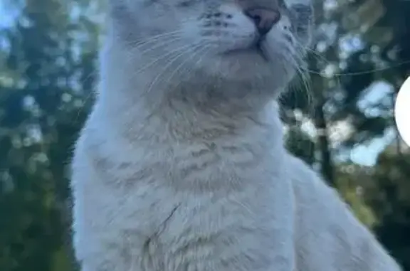 Пропал кот, ул. Профессора Благих, Челябинск