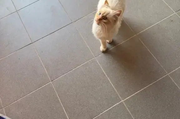 Найдена кошка, Каневская, фото: Кошка найдена: Старобакинская, Каневская