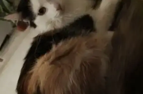 Кошки потеряшки, Ростов-на-Дону, фото: Потеряшка кошка, ул. Суворова, 40, Ростов