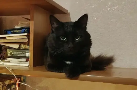 Пропал кот, Рязань, Большая улица, 94