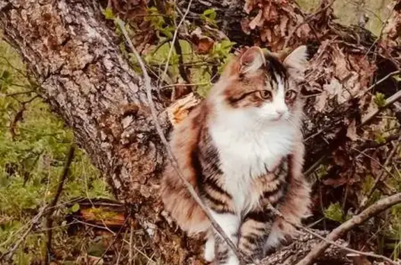 Пропал кот Кузя, ул. Свердлова 63, Ялта