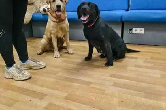 Найдена собака, , фото: Найдены лабрадоры, Садовая 37Б, Старомихайловское