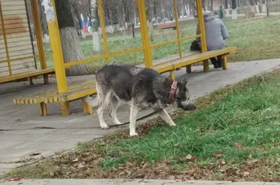 Собака у магазина Родное Село, Орёл