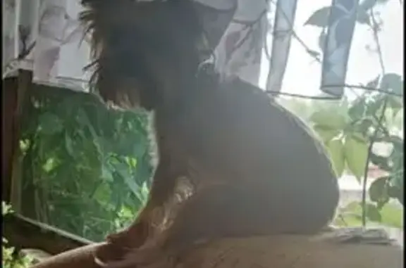 Пропала собака, ул. Фрунзе 31, Иваново