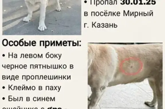 Собаки потеряшки, Казань, фото: Потеряшка собака, Казань, ул. Новосельская, 11